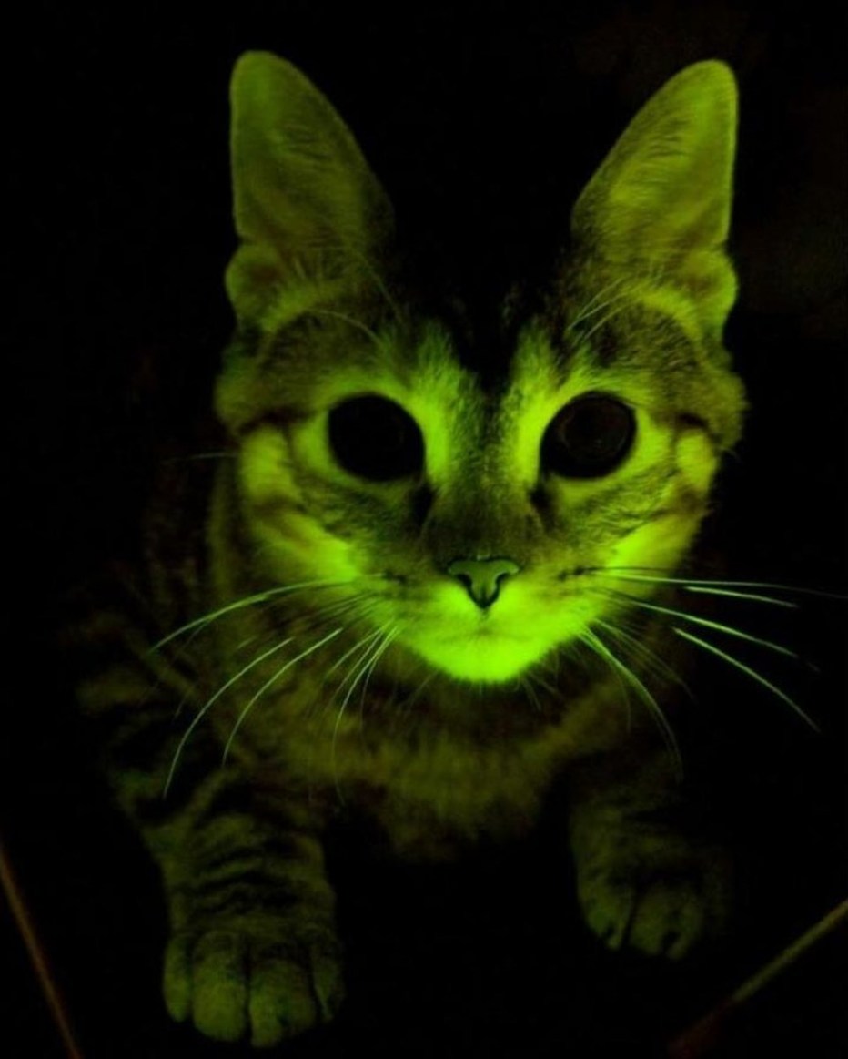 Зеленый кот