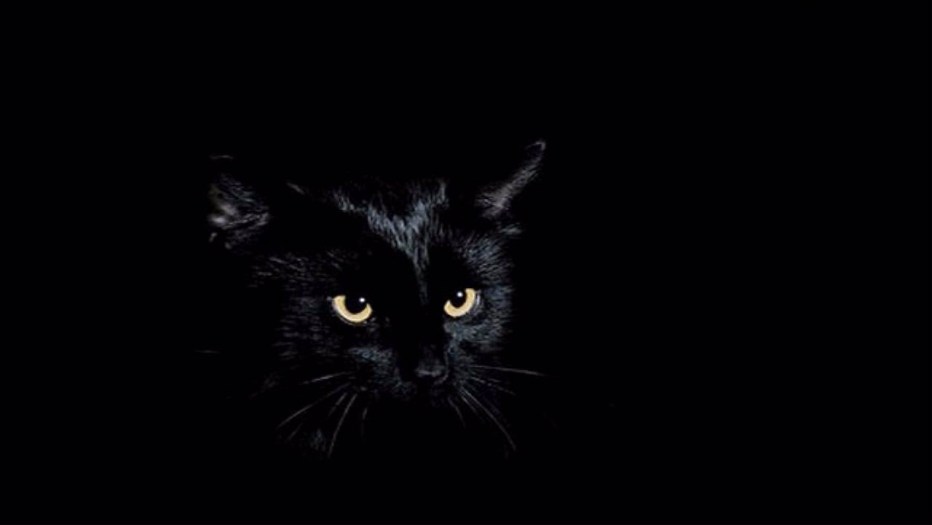 Черные коты на черном фоне