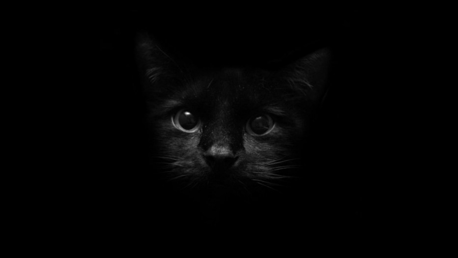 Черный кот в темноте