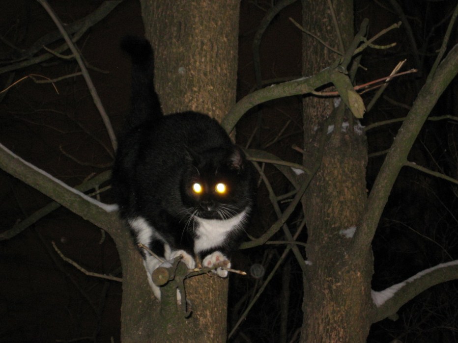 Кот с горящими глазами