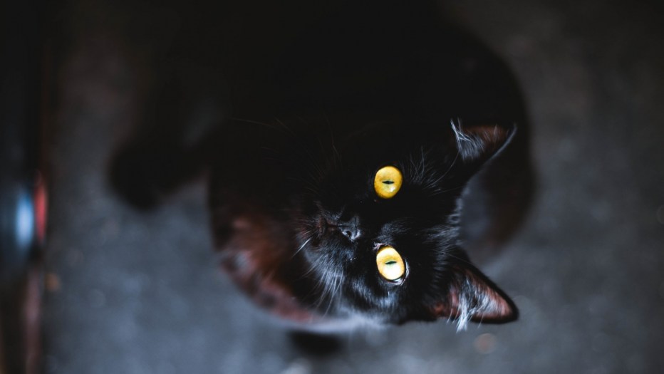 Чёрный кот