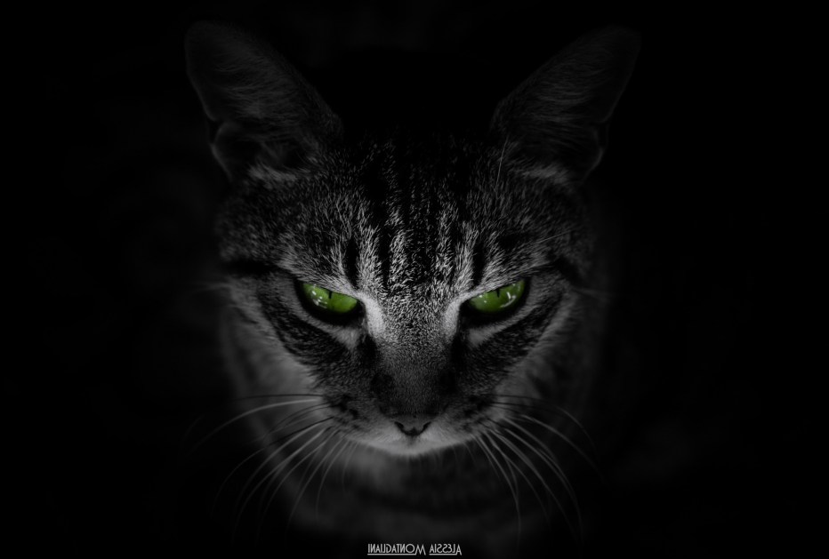 Кот на черном фоне