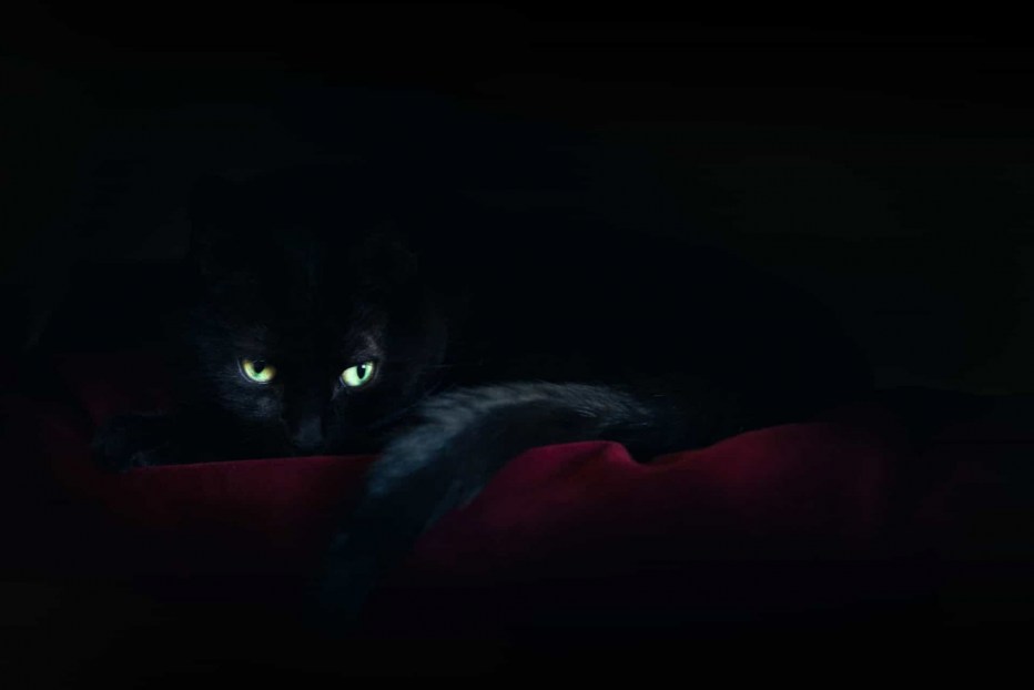 Кошка в темноте