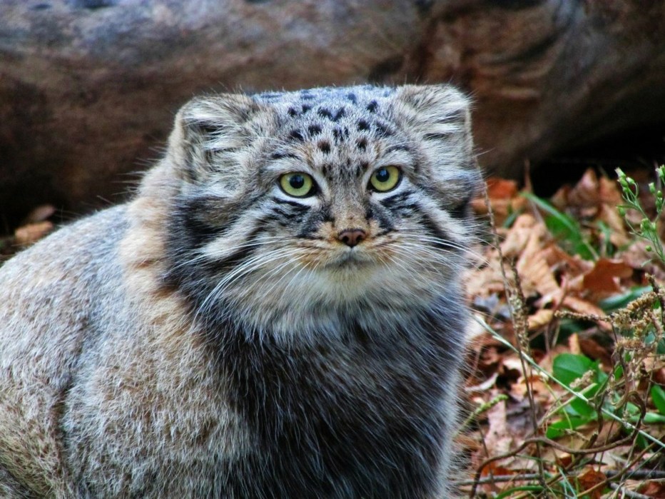 Степная кошка Манул