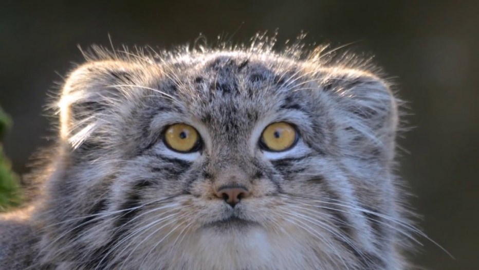 Кот Манул