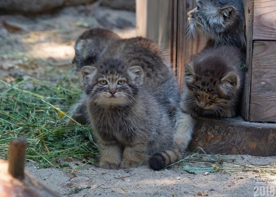 Кот Манул с детенышами