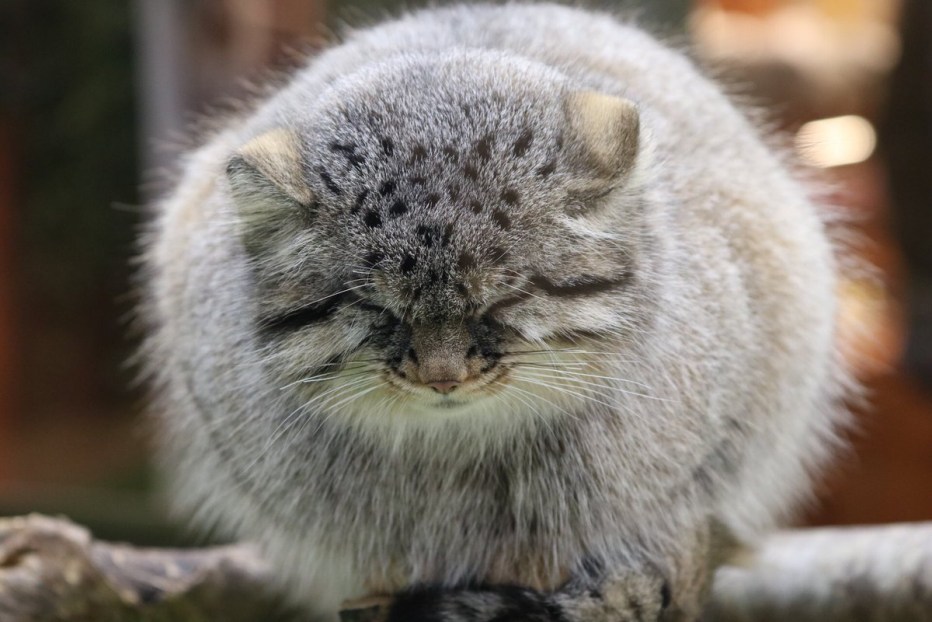 Байкальский кот Манул