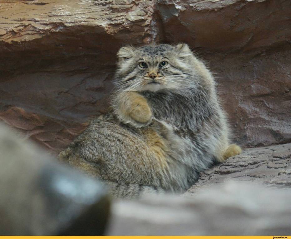 Саяно-Шушенский заповедник Манул