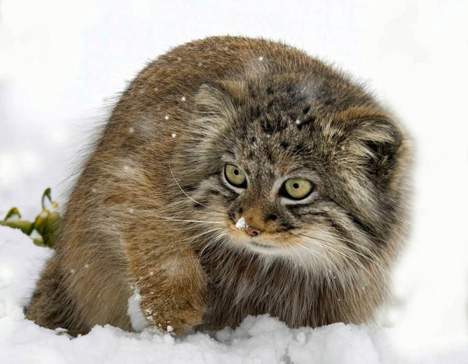 Сибирский дикий кот Манул
