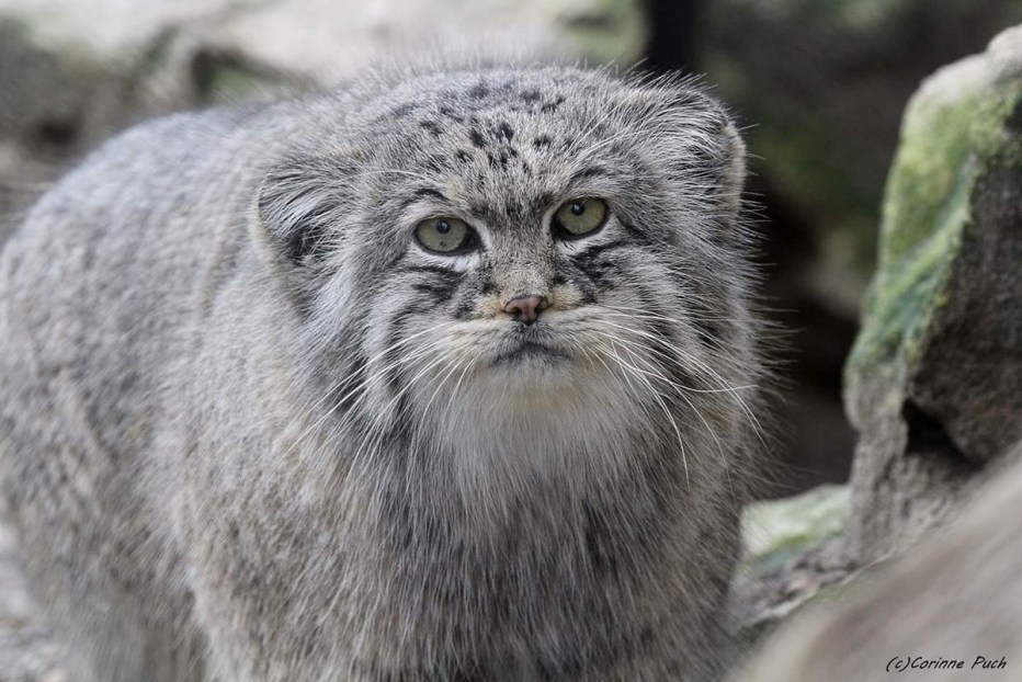 Байкальский кот Манул