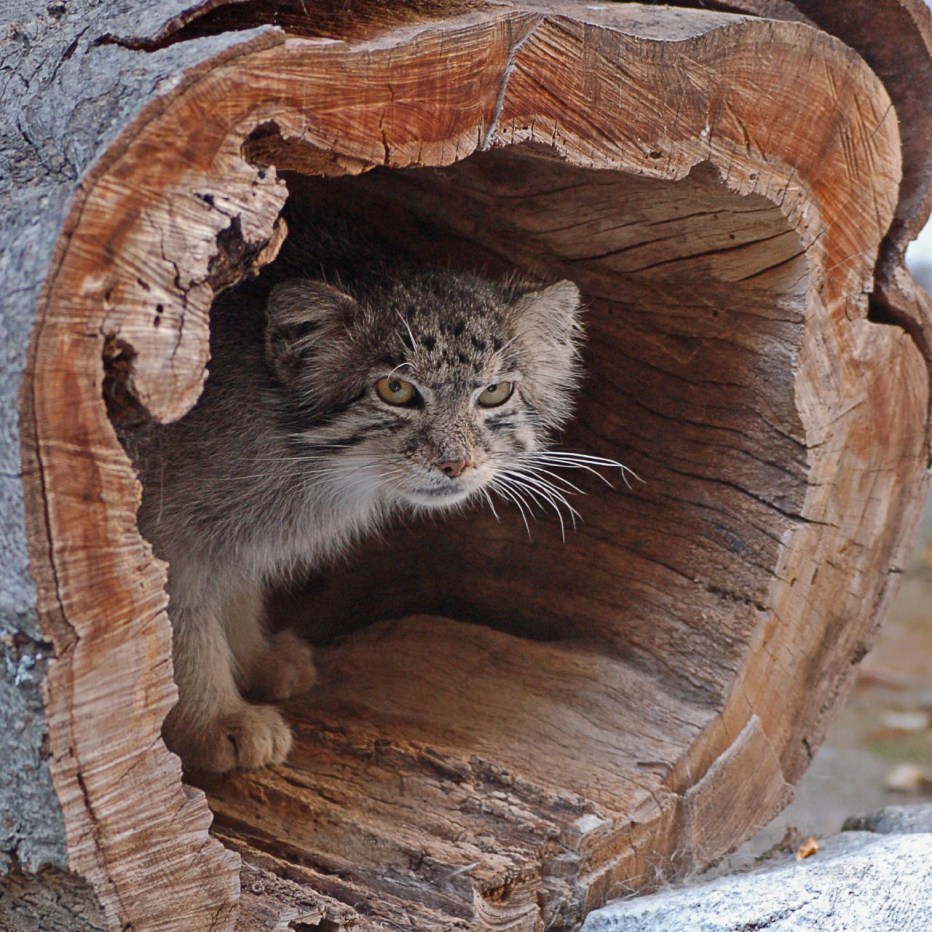 Кот Манул домашний