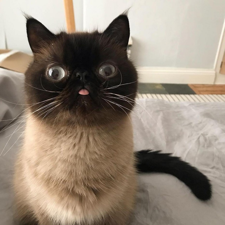 Котенок с высунутым языком