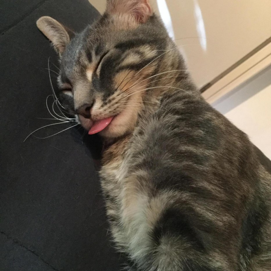 Смешные котики