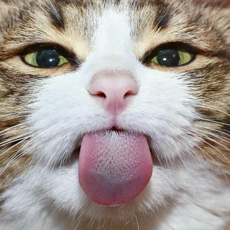 Кот облизывается