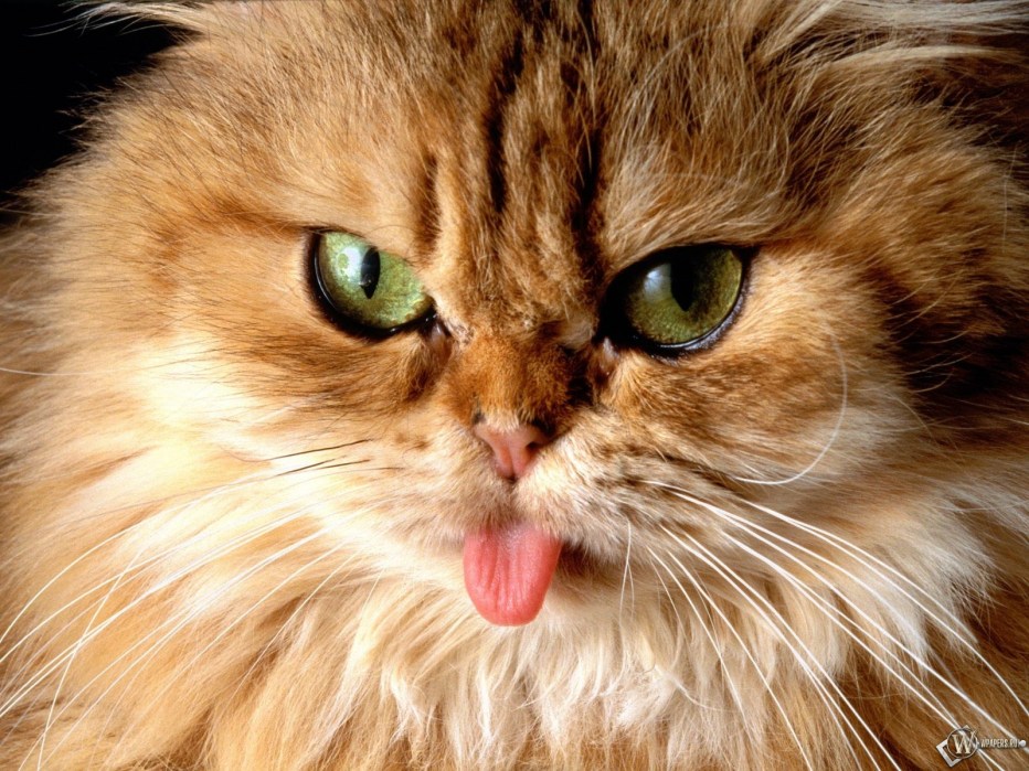 Котенок с высунутым языком
