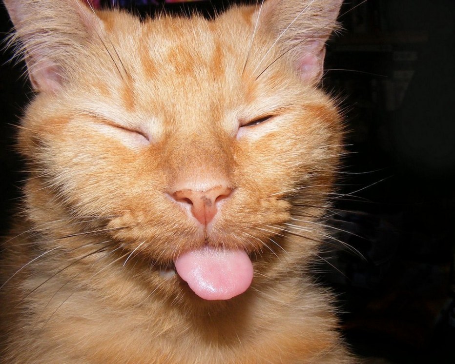 Морда кота