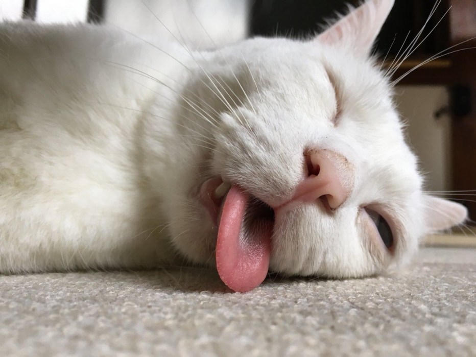 Котенок с языком