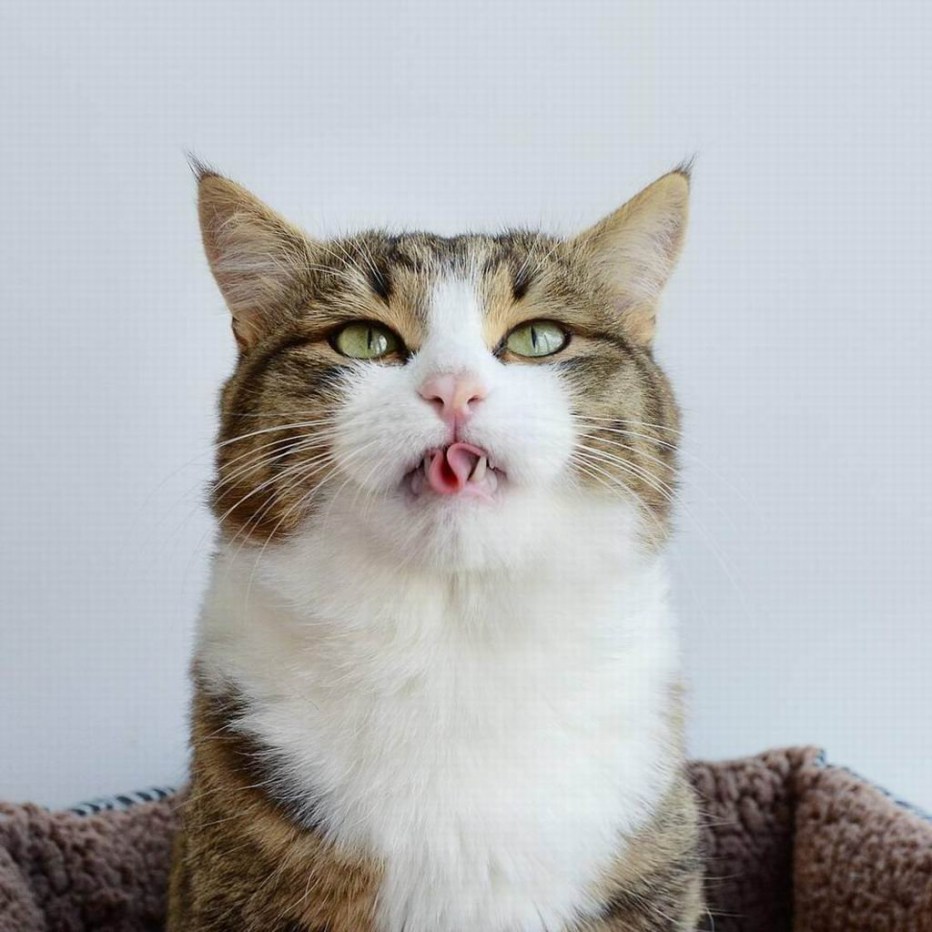 Котик подмигивает