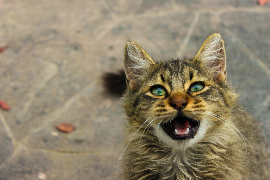 Мяуканье котят для кошки