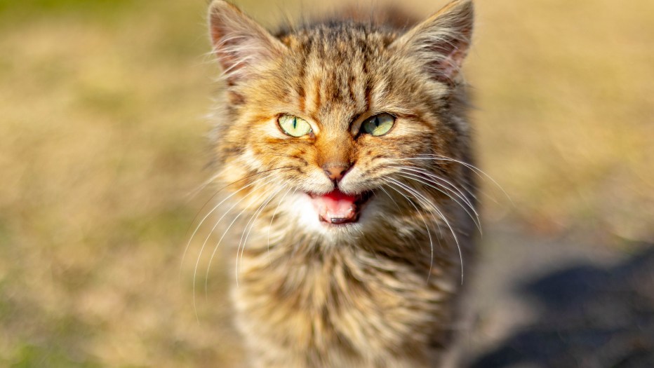 Котята которые мяукают