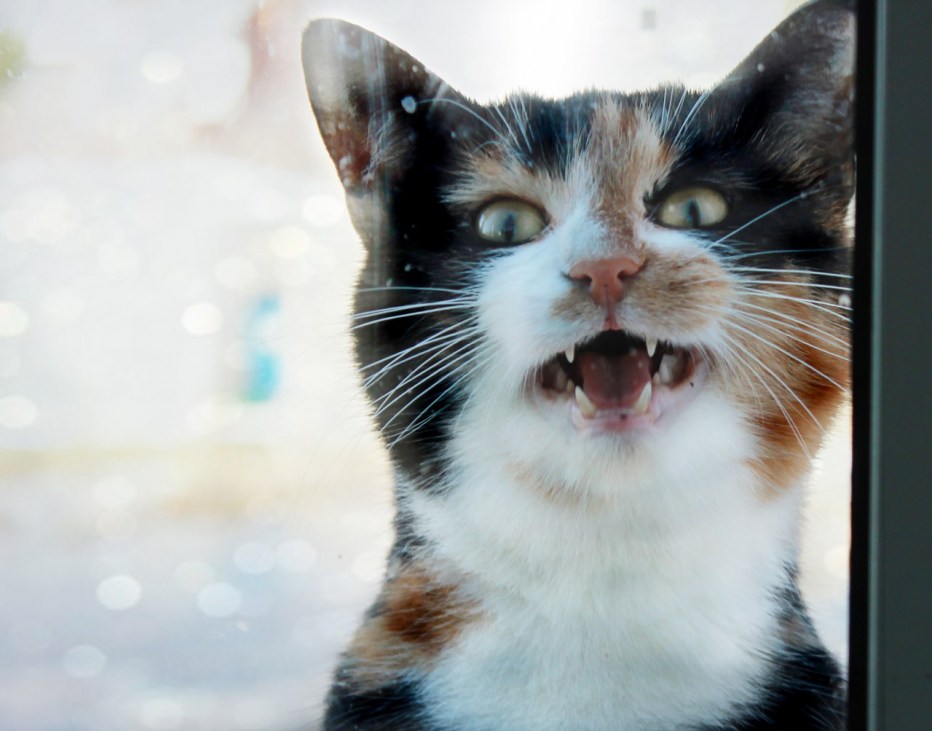 Котик мяукает