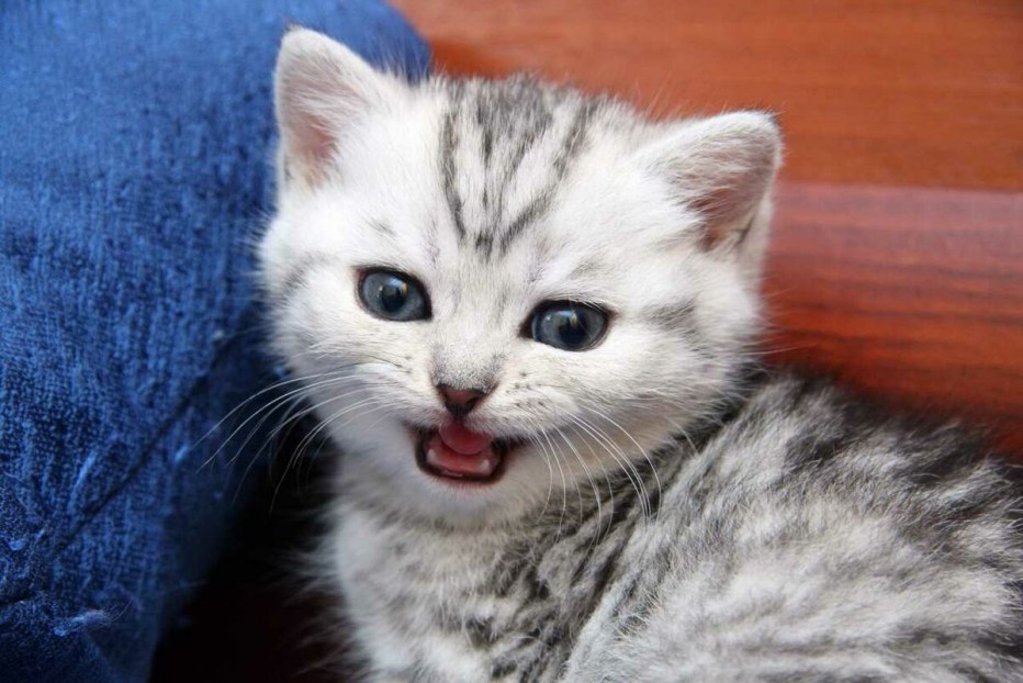 Котик мяу