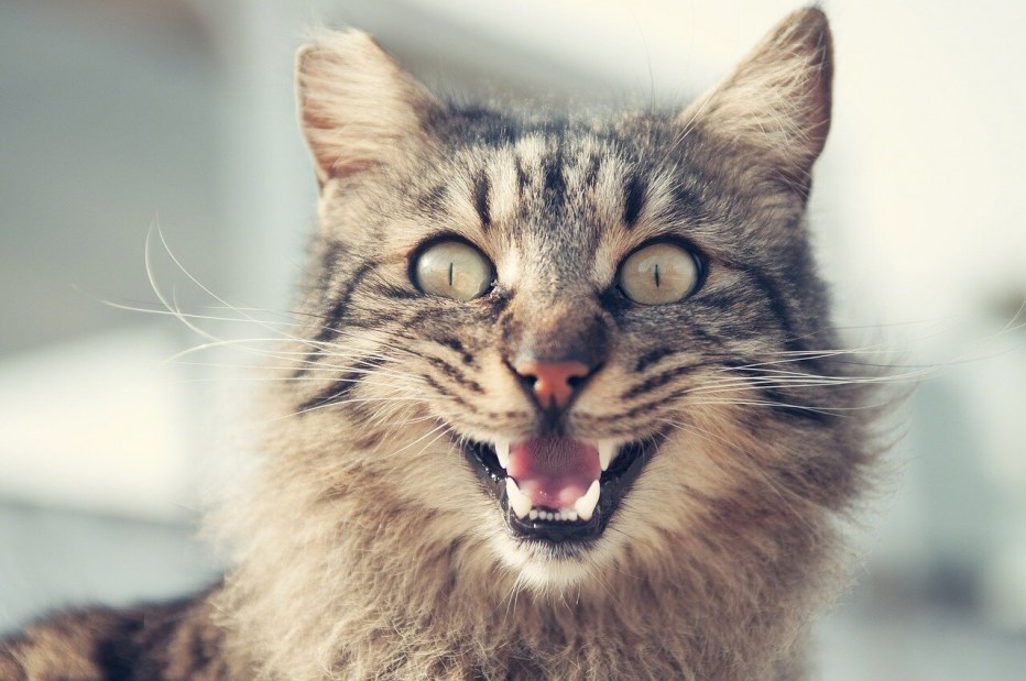 Мяук кота