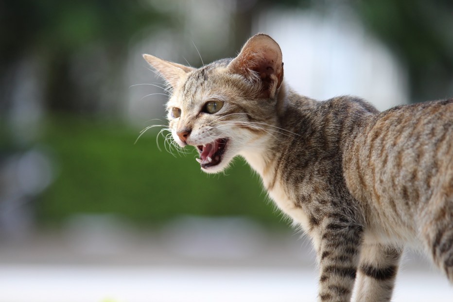 Мяук кота