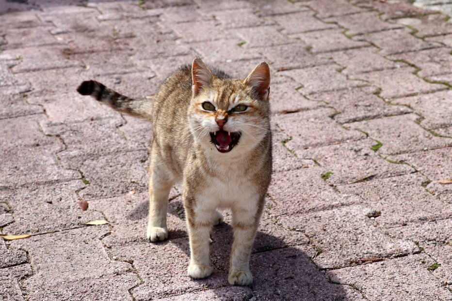 Танцующий кот