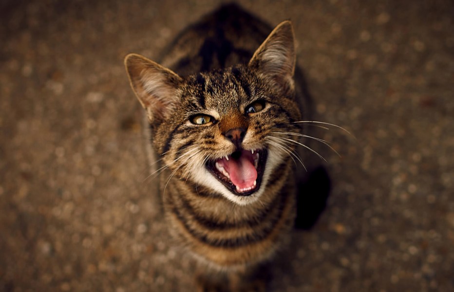Кошки которые мяукают