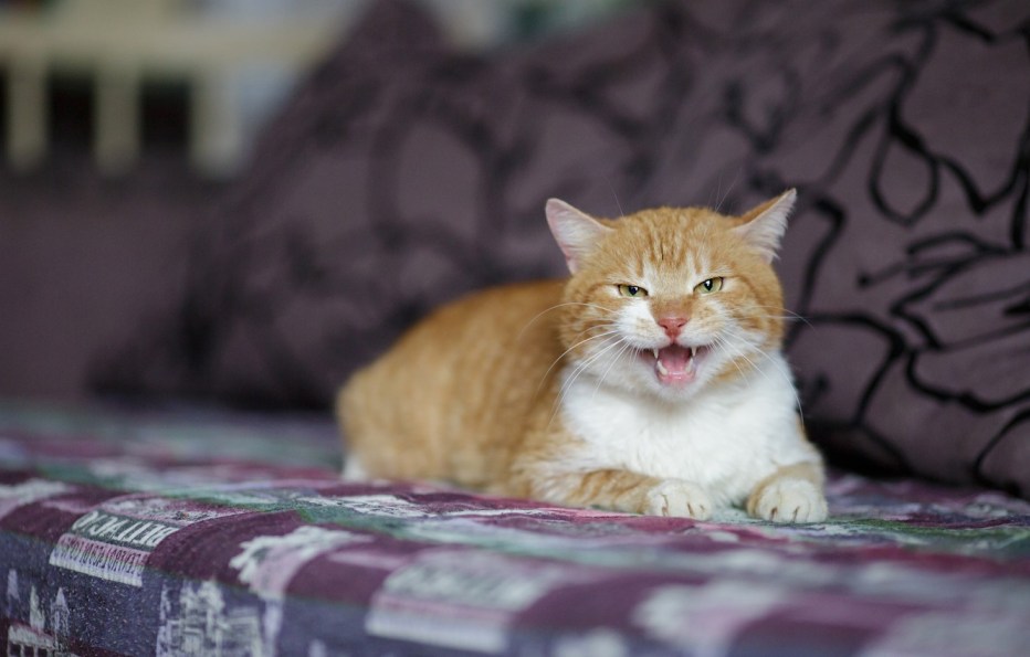 Кошачье мяуканье