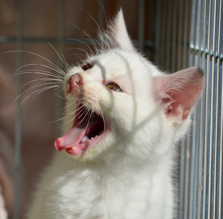 Котенок кричит