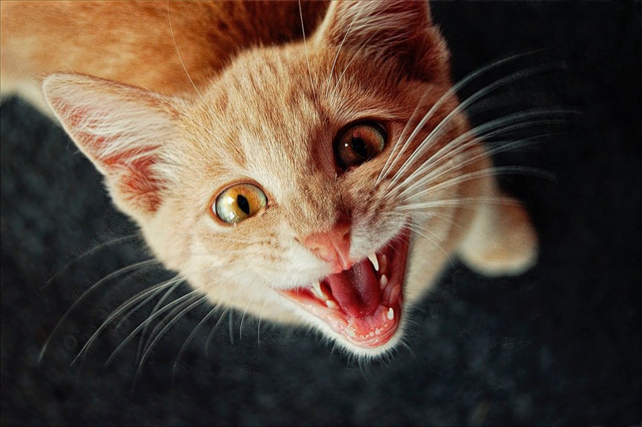 Котенок мяукает