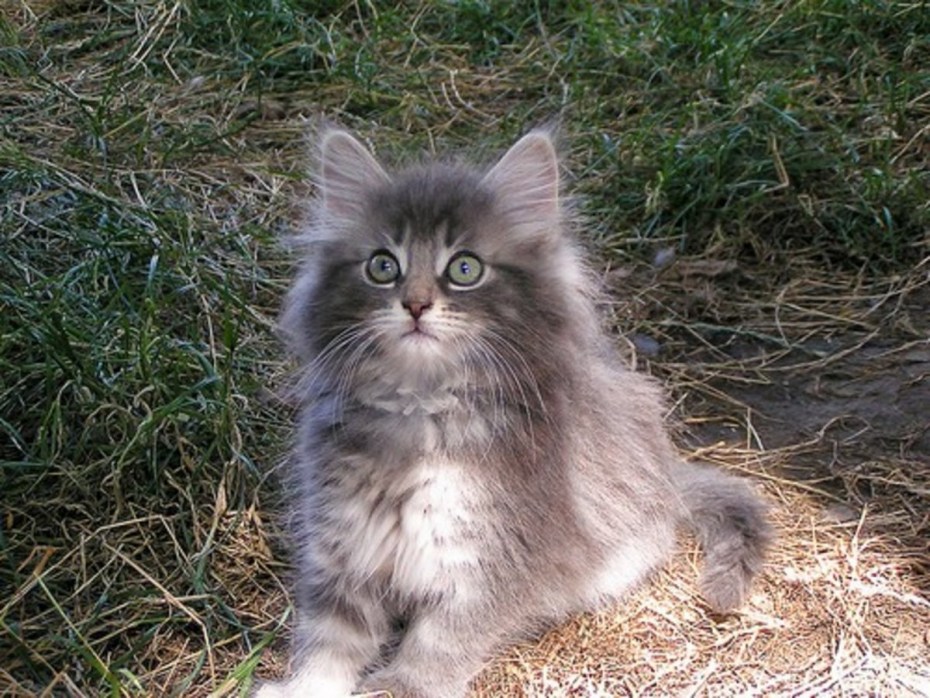 Норвежская Лесная кошка черная