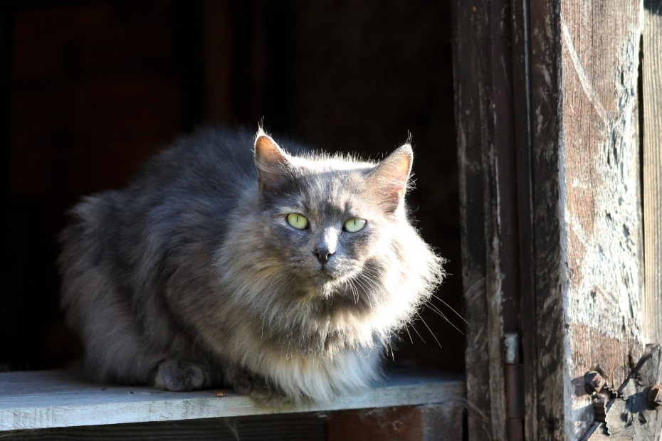 Норвежская Лесная кошка Грэйс