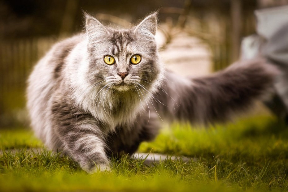 Норвежская Лесная кошка и Мейн кун