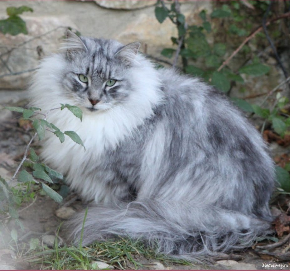 Норвежский Лесной кот и Сибирская кошка