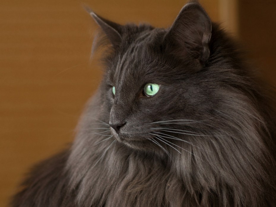 Норвежская Лесная КОШКАЧЁРНАЯ
