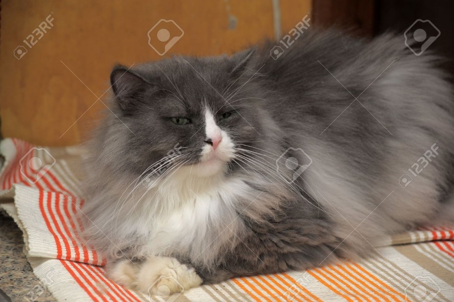 Норвежская Лесная кошка Фрейя