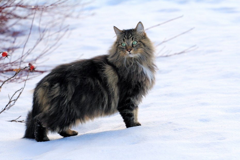 Кошка Мейн кун серая