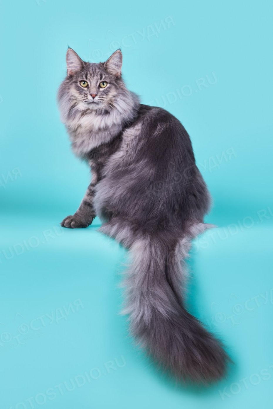 Норвежский Лесной кот