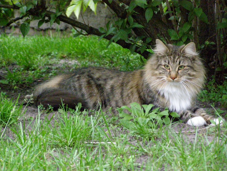 Кошки породы Норвежская Лесная