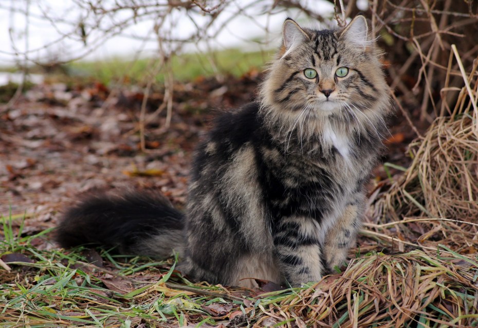Нибелунг кошка