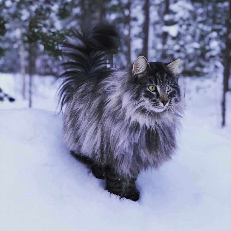 Норвежская бело серая кошка пушистая