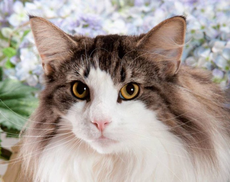 Сибирский Лесной кот серый