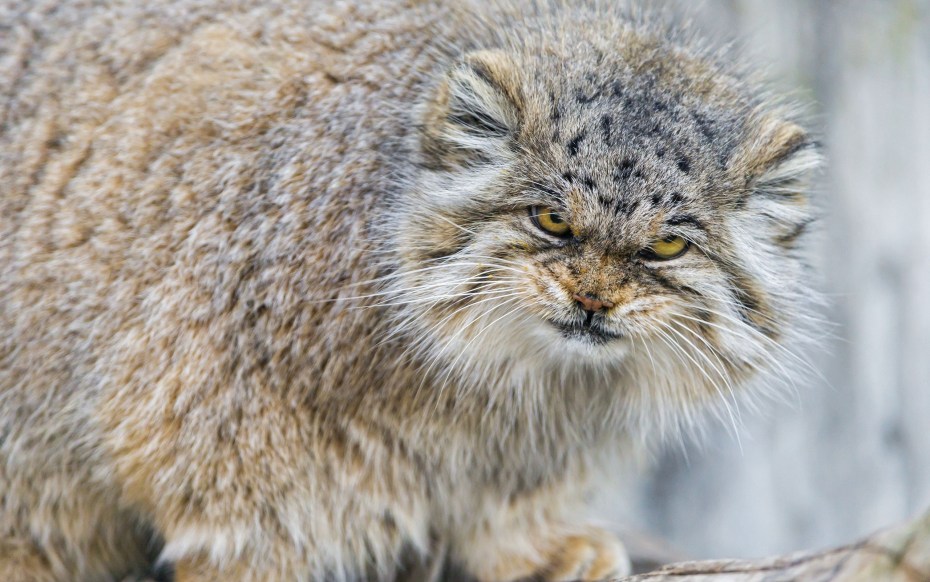 Сибирский дикий кот Манул