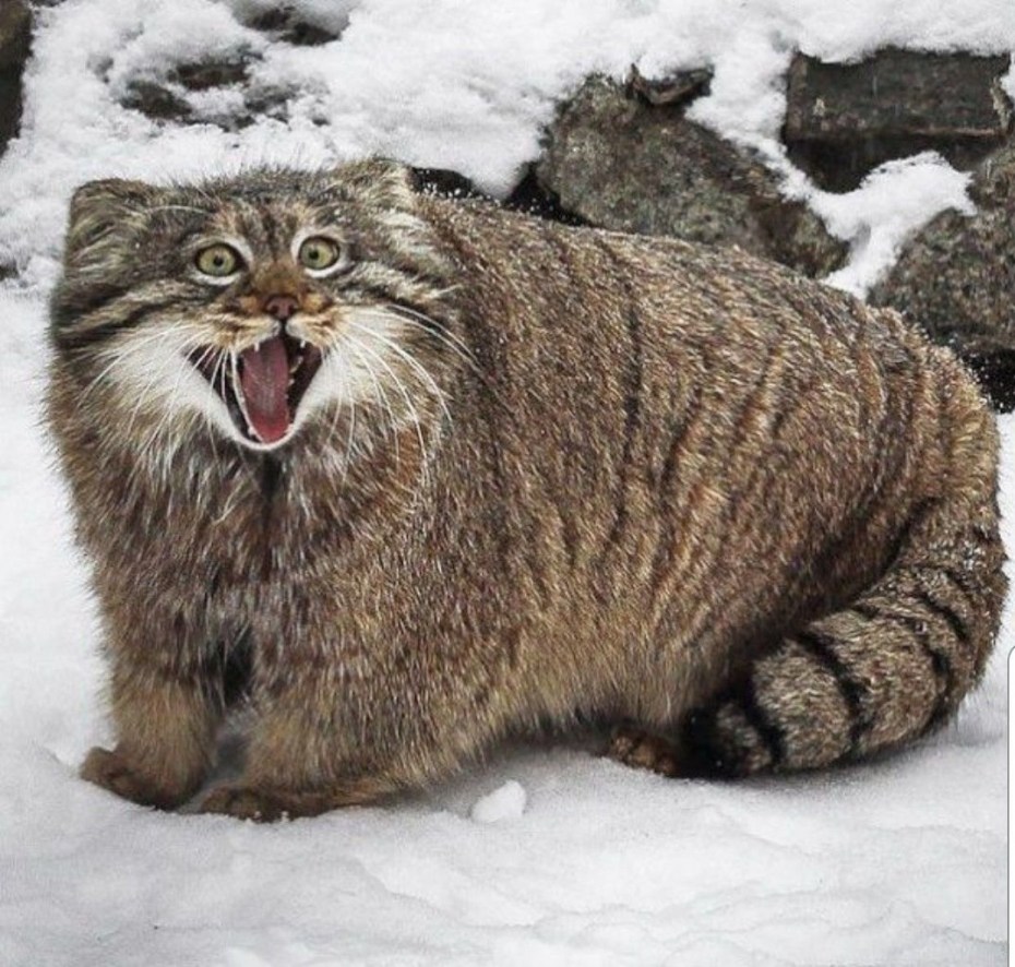 Дикая кошка Манул