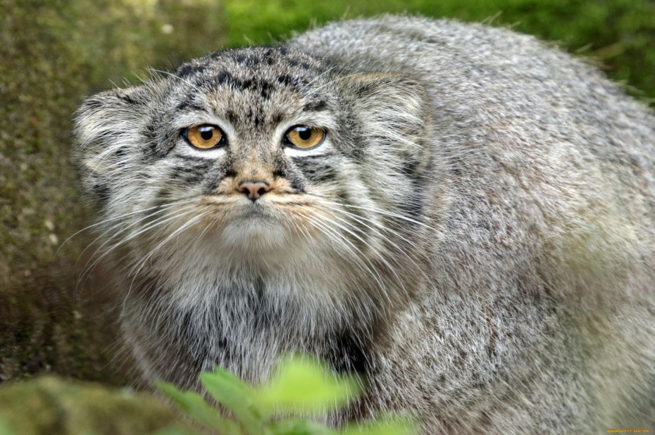 Кот Манул злой