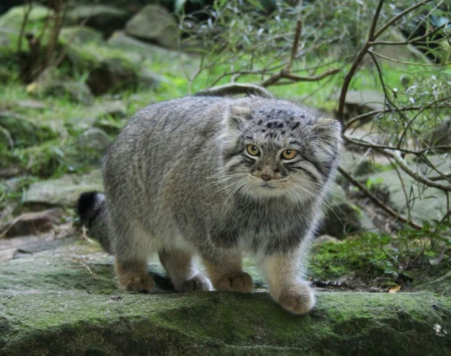 Камышовый кот Манул