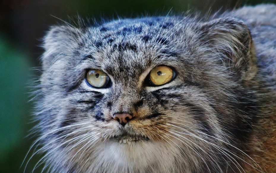 Кот породы Манул